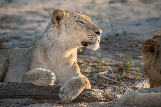 A horizontal, color image of a lioness, Panthera leo, paws draped over a tree root while resting in side light in the Greater Kruger Transfrontier Park, South Africa.