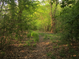 Obraz premium Тропинка в лесу