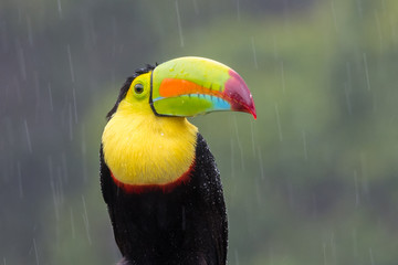 Toucan perched on branch in a rainy day. Costa Rica forest. © erik
