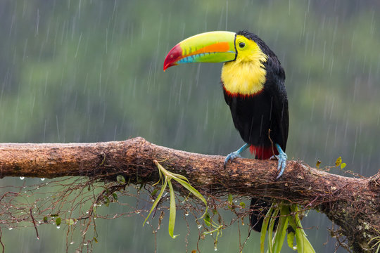 Toucan perched on branch in a rainy day. Costa Rica forest.
