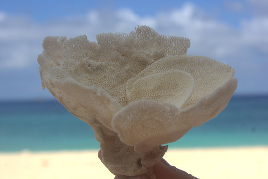flower from an island Borakay tree, Philippines