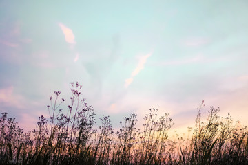 Pink, purple and blue pastel dusky sky with silhouette grass flowers and cloud