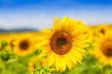 Fototapeta premium Sunflower field with cloudy blue sky (Helianthus annuus)