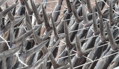 fish hung out to dry