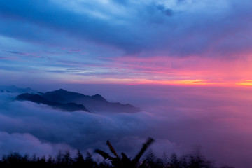 Mountains, tea gardens and fog in Taiwan.