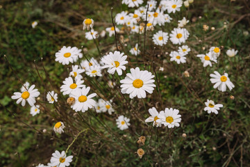 chamomile in Rwanda Africa