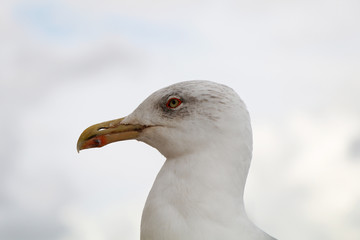 Portrait of a white seagull over a background of a cloudy sky.