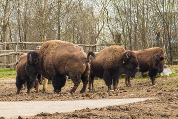 weidende Bisons
