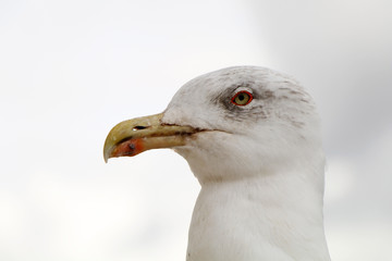 Portrait of a white seagull over a background of a cloudy sky.
