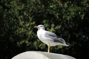 White seagull sits on a background of green trees.