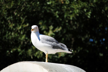 White seagull sits on a background of green trees.