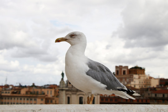 The white seagull sits on the background of the panorama of Rome.