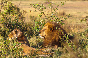 Two lion. Loving couple. Lions in the savannah. Masai Mara, Kenya	