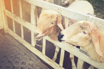 Cute funny happy sheeps at outdoor gerden nature field valley.vintage filtered image.