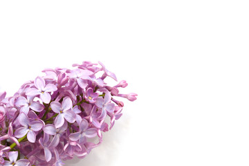 syringa on a white background.