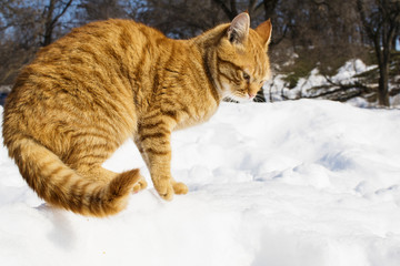 red cat on the snow