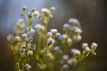 Meadow daisies flowers blooming in sunny day.