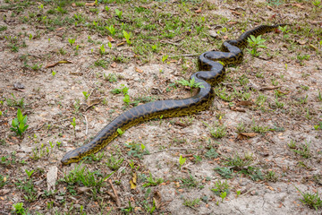 Anaconda (eunectes) in the Pantanal, Mato Grosso, Brazil.