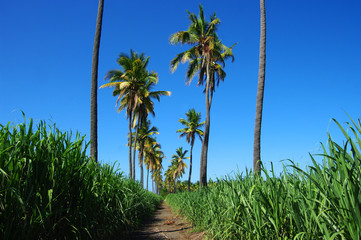 La Réunion - L’Étang-Salé, le Gol