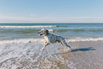 beautiful white wet dog runs among the sea waves