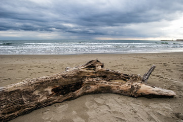 Tree trunk on the shore.