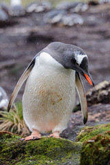 Wet gentoo penguine in green grass in rainy weather