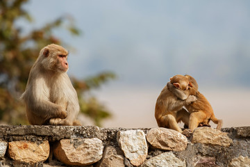 Macaque rhesus on the wall with beautiful blurry background. Cheeky monkey in the city area. Wildlife scene with danger animal. Hot weather in India. Macaca mulatta.