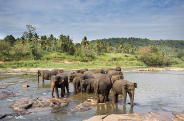 Naklejka na ściany i meble Elephant orphanage in Sri Lanka