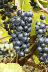 Ripe grapes for red wine.