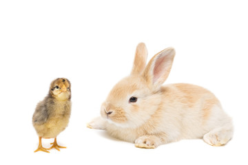 Bunny and chicken