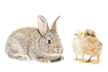 Bunny and chicken