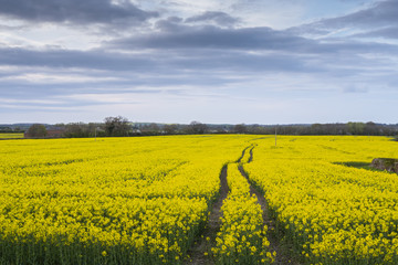 Oil Seed Rape fields Oxfordshire England