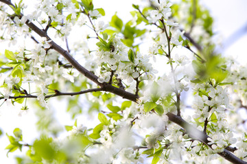 The spring bloom of fruit trees in the garden