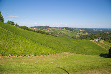 Naklejka premium Weinstraße und Weinberge im Sommer