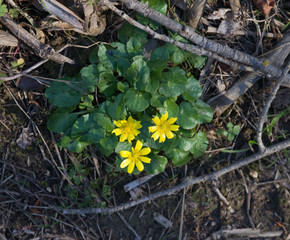 Fleurs jaunes