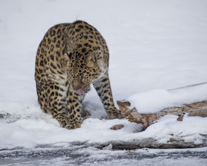Amur Leopard at Triple D Game Farm Montana