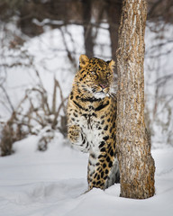 Amur Leopard at Triple D Game Farm Montana