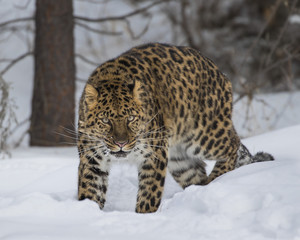 Amur Leopard at Triple D Game Farm Montana