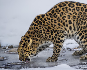 Amur Leopard at Triple D Game Farm Montana