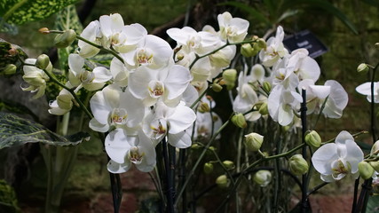 Beautiful blooming orchid flower in the garden with natural green floral background. Amazing plants...