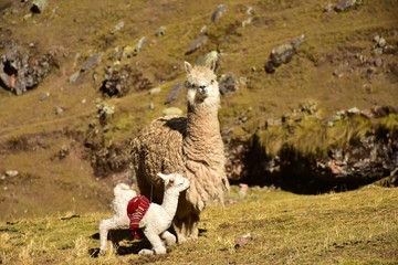 Fototapeta premium アルパカ