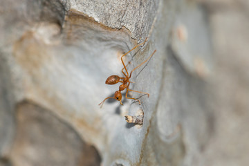 Close up Ants walking on the three