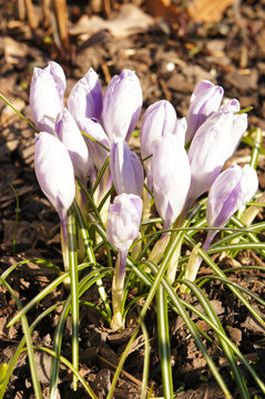 Violet buds of crocus or shafran flower with green in sunlight