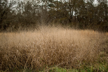 Overgrown weeds in field