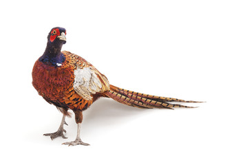 One big pheasant.