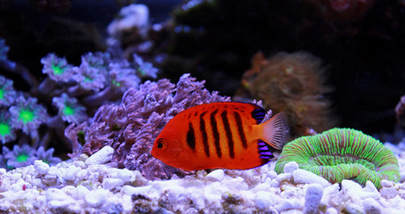 Flame Angelfish, one of the most beautiful dwarf angelfish
