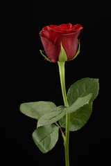 Rosa, planta sobre fondo negro