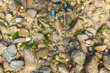 Variety of colorful rocks, stones, shells and moss of different size on wet sand. For textures and backgrounds