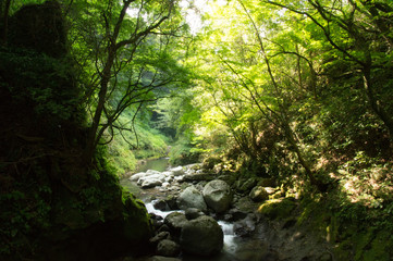 天岩戸神社　夏　宮崎