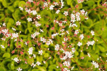 Saxifraga umbrosa london pride or st patrick's cabbage green plant with white red flowers